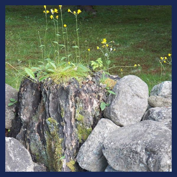 beautiful rocks with landscaping