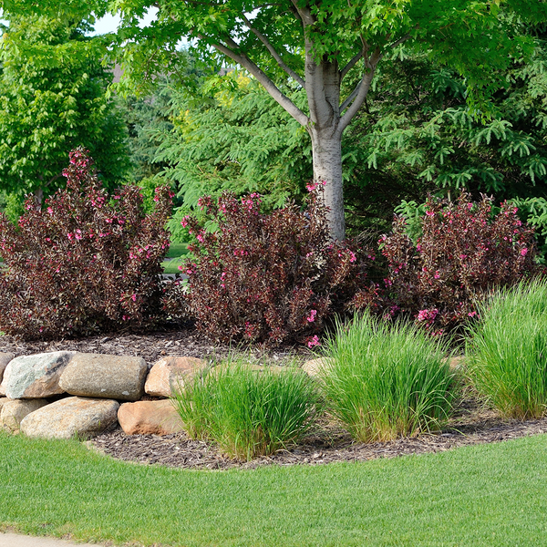 Landscaping with Weigela Shrubs and Rock Retaining Wall at a Residential Home