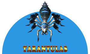 tarantulas