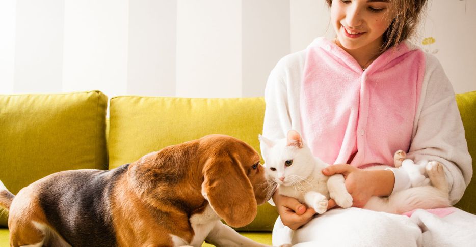 Four Tips for Keeping Your Pet Happy in an Apartment.jpg