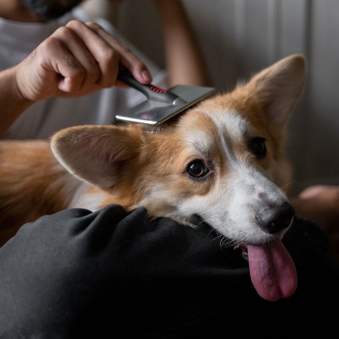 person brushing a dog