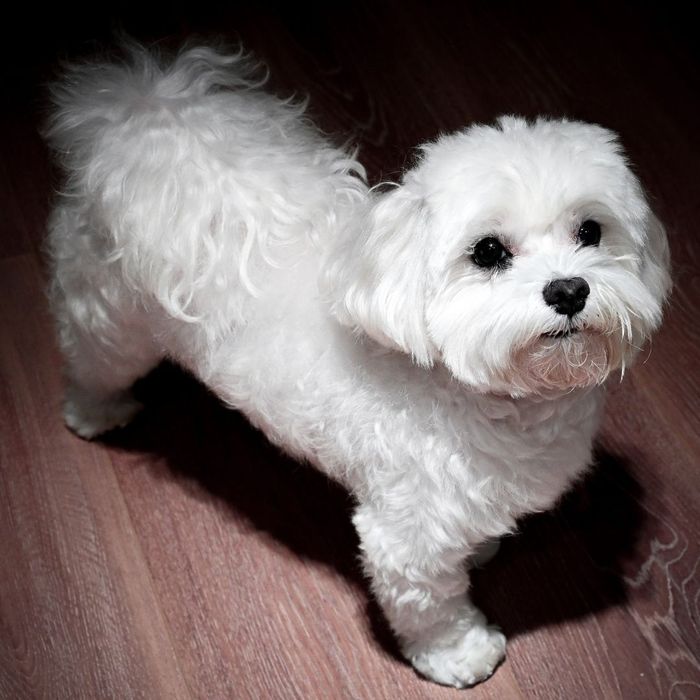 dog standing on a wooden floor