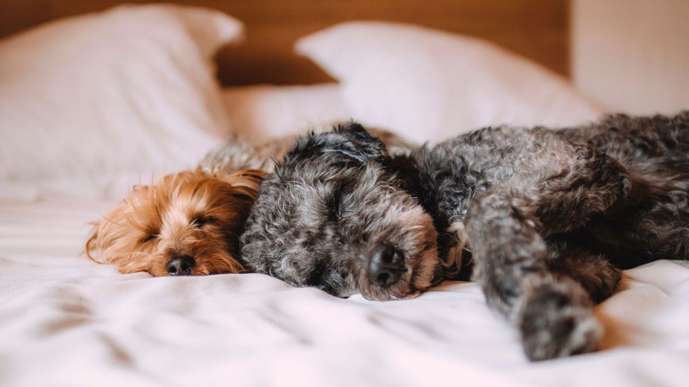 two small dogs sleeping on a bed two small dogs sleeping on a bed