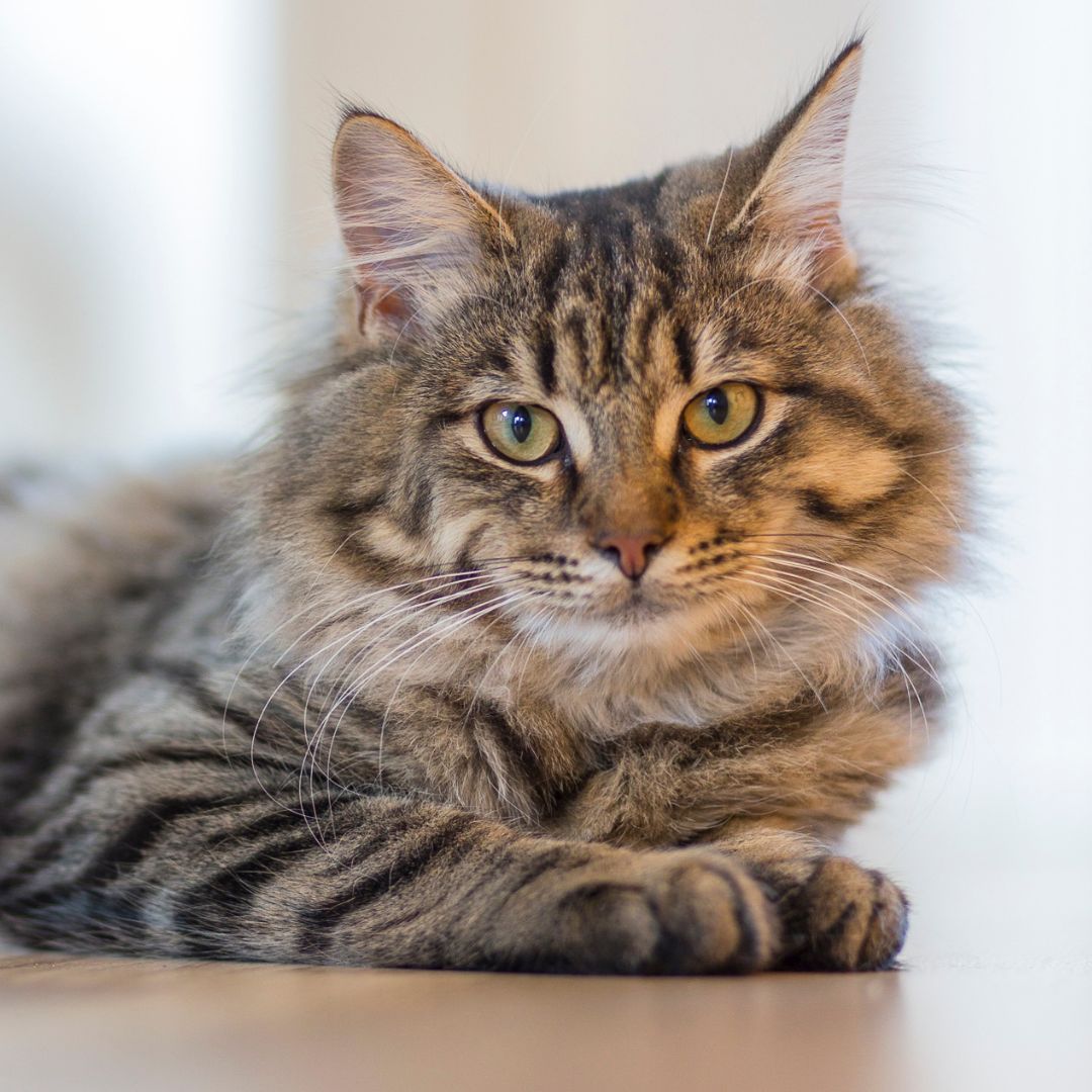 A tricolor cat with a blurred background