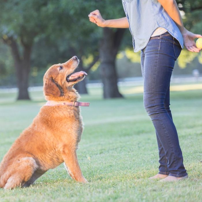 Socialize and Train Your Pet.jpg