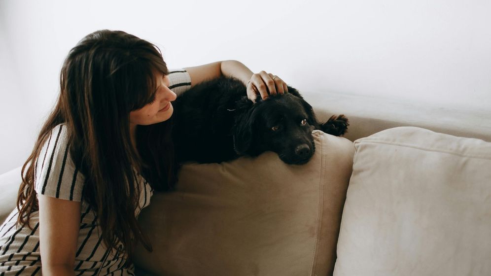 dog on a couch dog on a couch