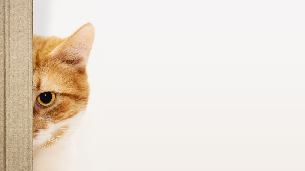 Picture of half a cats face peeking from behind a wall Picture of half a cats face peeking from behind a wall
