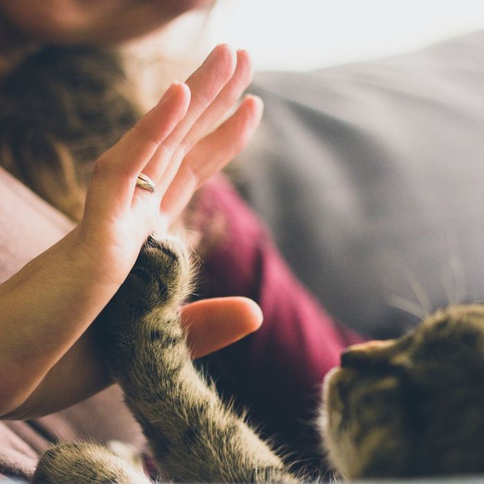 touching a cat's paw