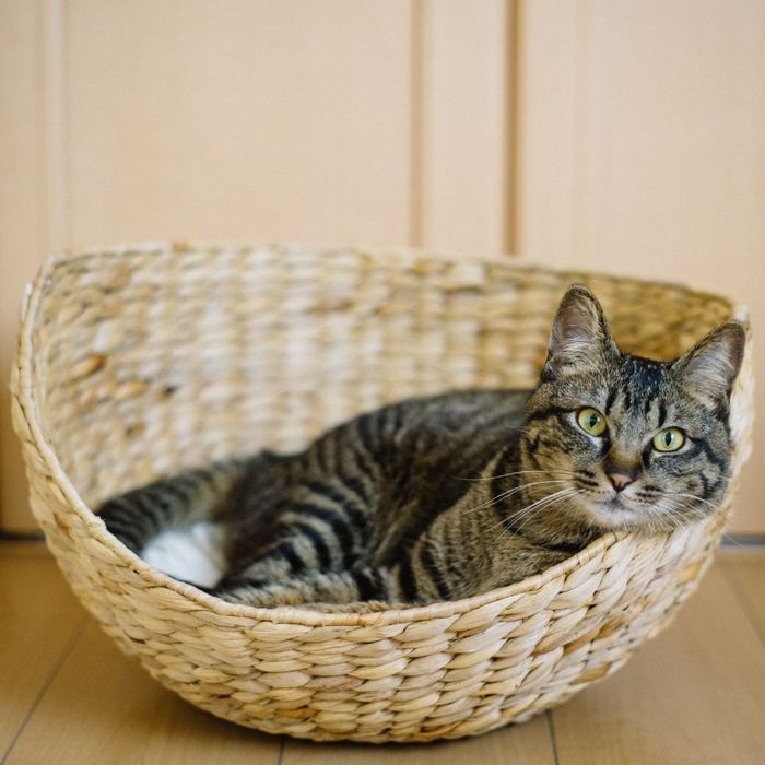 cat in a pet bed