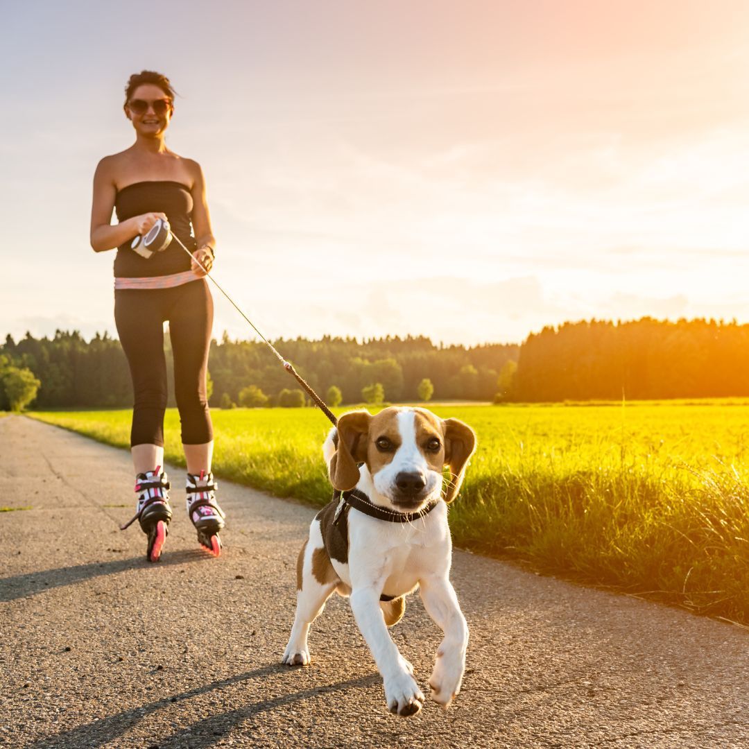 dog running towards the camera on a leash with a girl in roller blades 