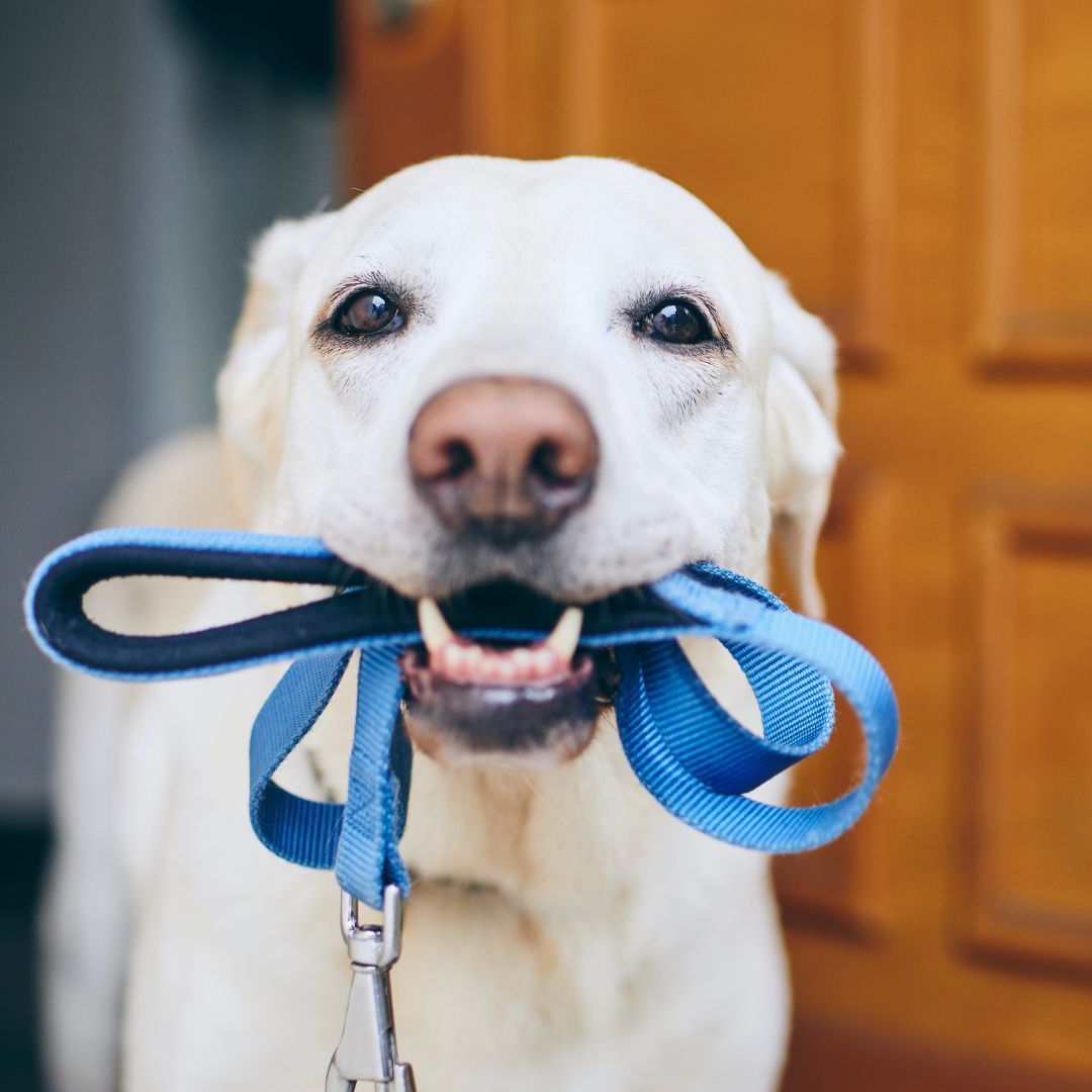 Dog holding leash in their mouth