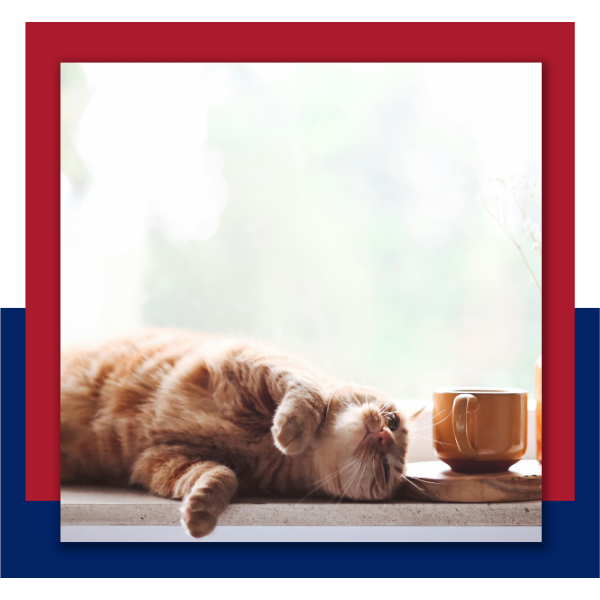 Fountain Inn - 1.png