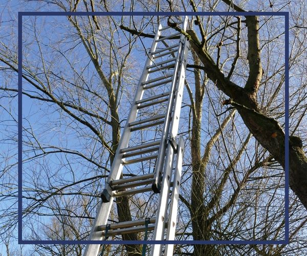 Tree with free standing ladder 