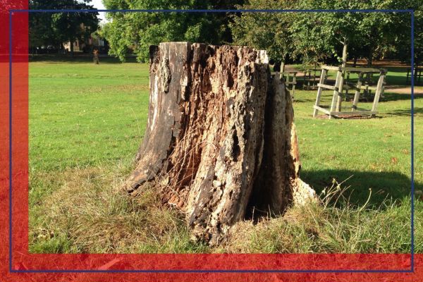 decaying tree stump