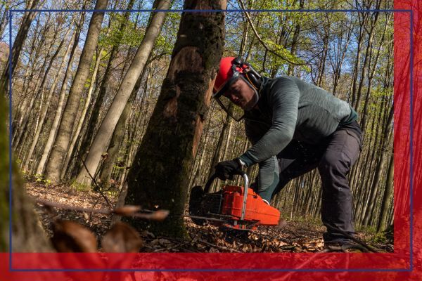 man in orange helmet cutting down tree with a chainsaw