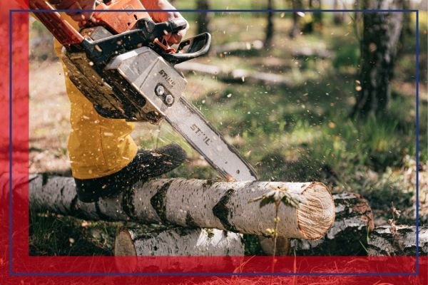 man cutting aspen logins with a chainsaw