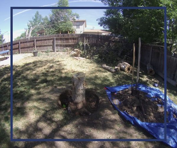 residential tree removal project