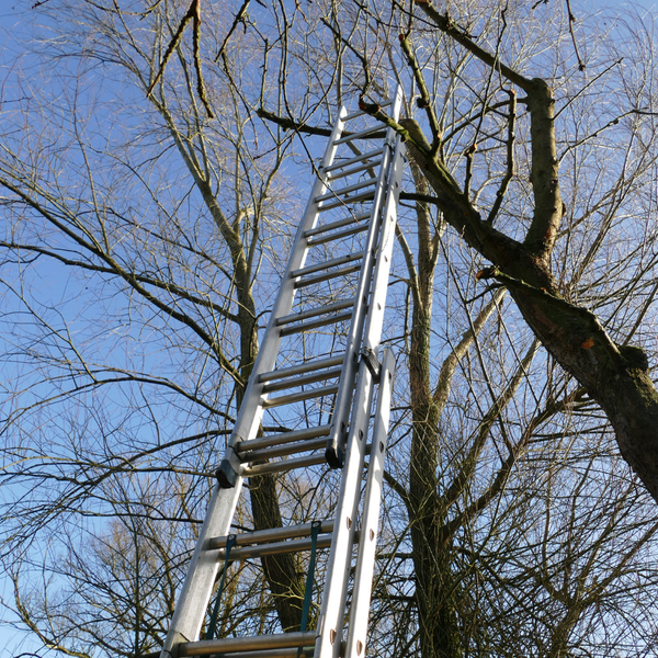 How to Find the Best Tree Services Company in Denver, CO 1.png