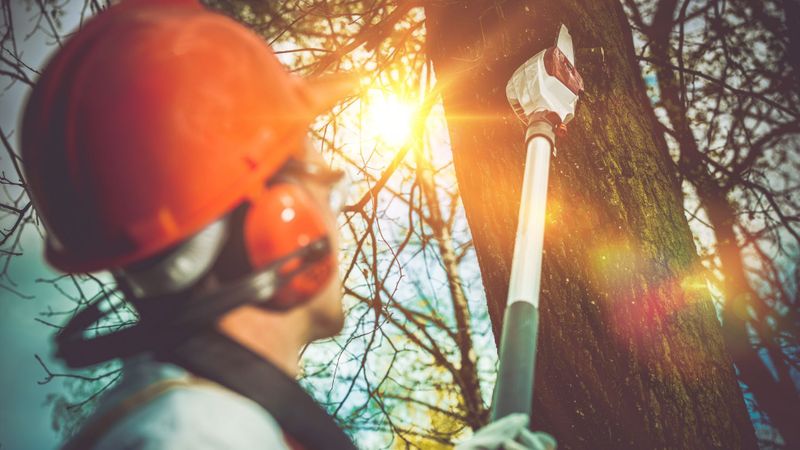 Signs Your Trees Need Professional Attention.jpg