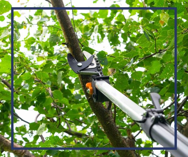 tree trimming a branch