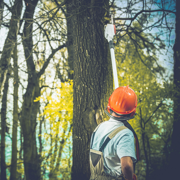 How to Find the Best Tree Services Company in Denver, CO 2.png