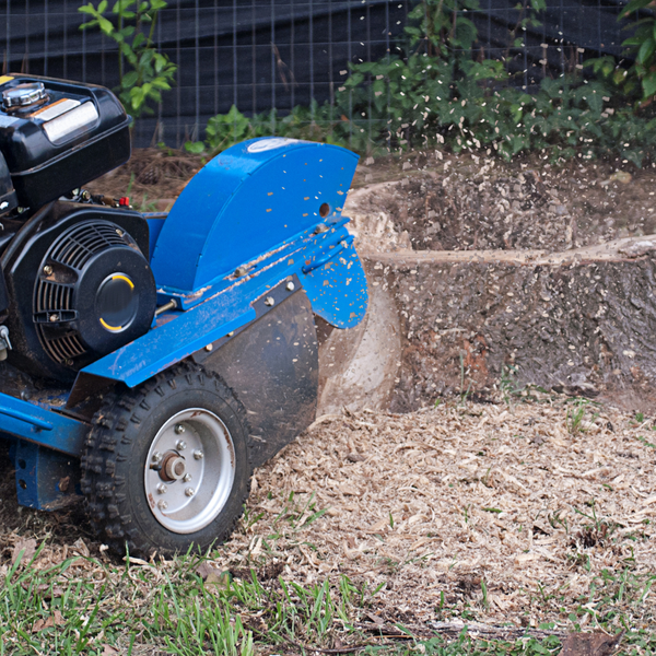 How to Find the Best Tree Services Company in Denver, CO 4.png