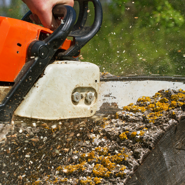 How to Find the Best Tree Services Company in Denver, CO 3.png