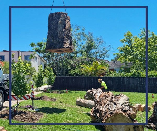 Crane lifting the base of a tree
