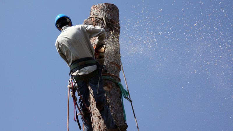 How to Find the Best Tree Services Company in Denver, CO.jpg