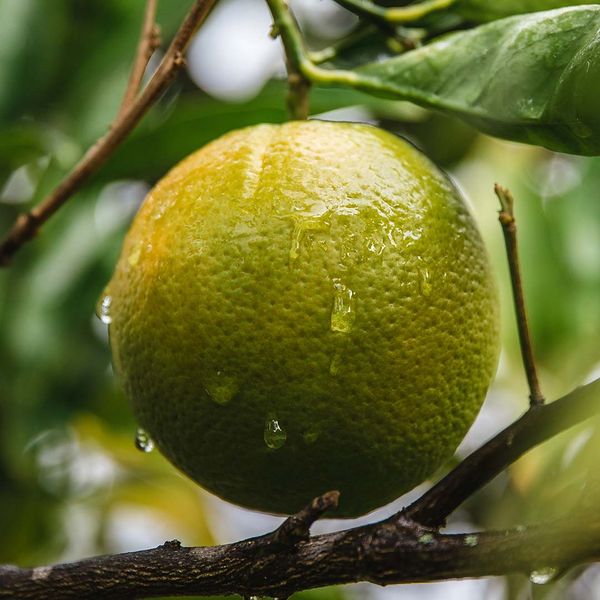 immature orange growing on a tree