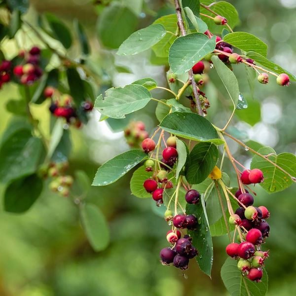 elderberry