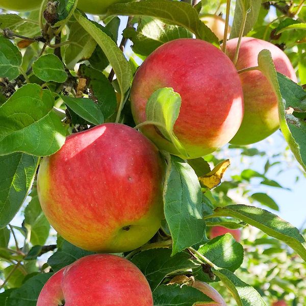  bushel of apples growing