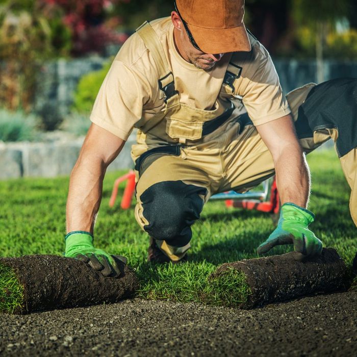 landscaper rolling out gras