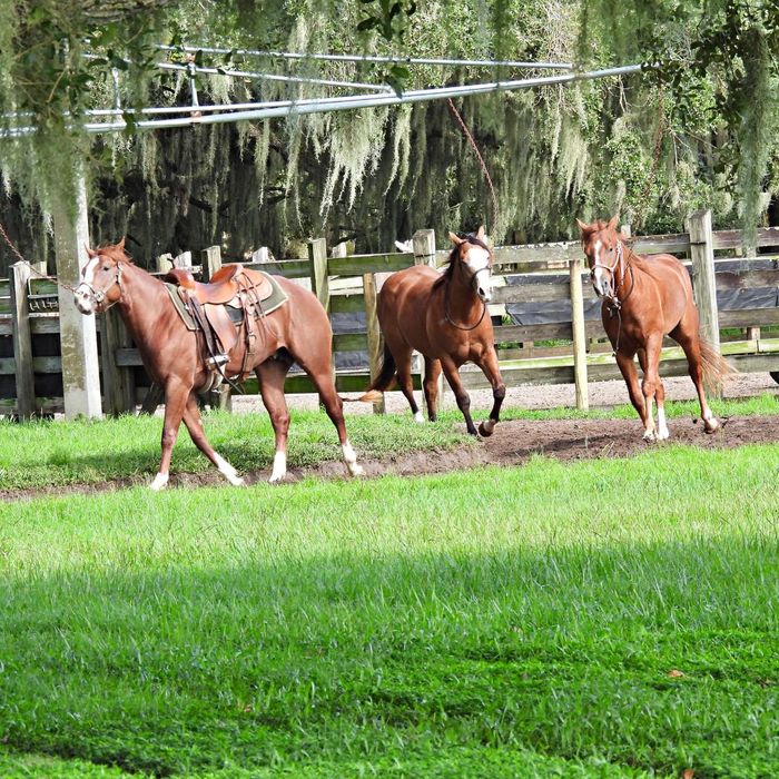 horse walkers vs pasture.jpg