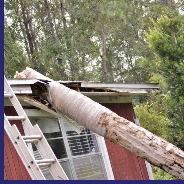 tree that fell on a home
