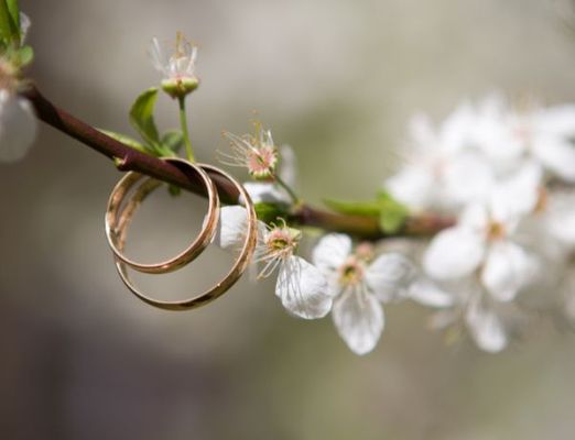 wedding rings resting on branch