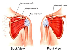 Shoulder anatomy