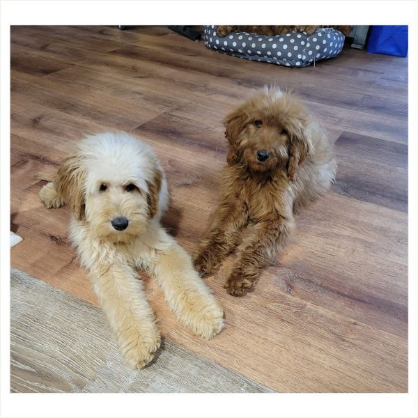 Puppy Training - Image 1.jpg