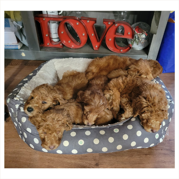 Our Puppies - Image 1.png