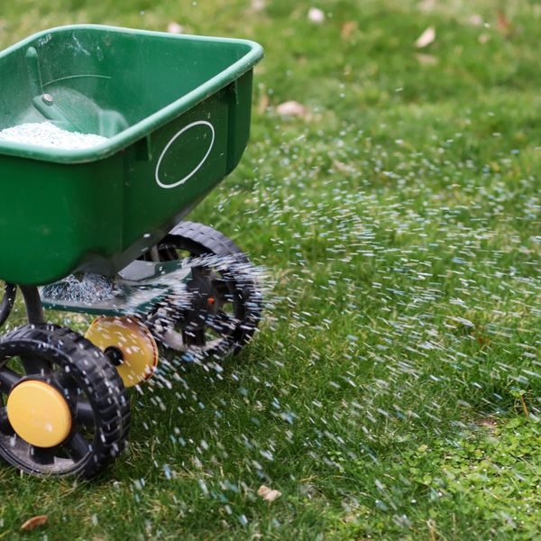 Lawns seeding