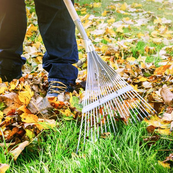raking leaves Penfield 2.jpg
