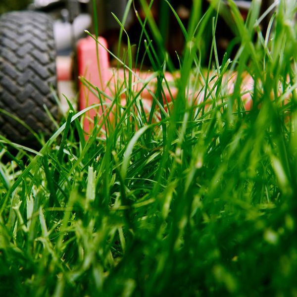 Blades of grass