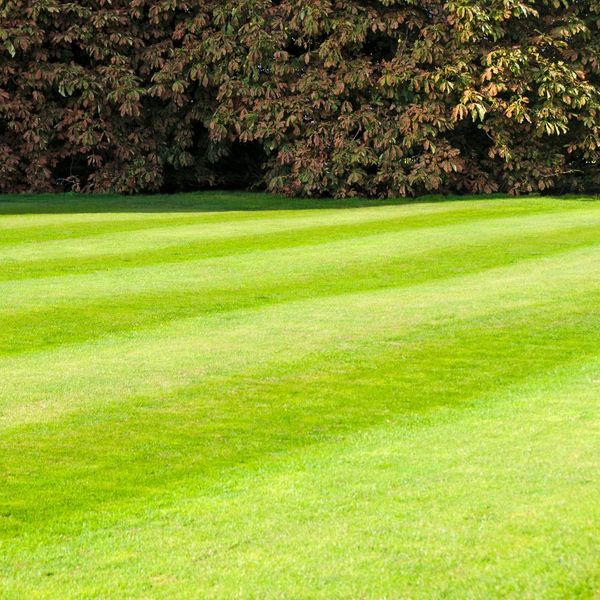 Yard with mowing pattern