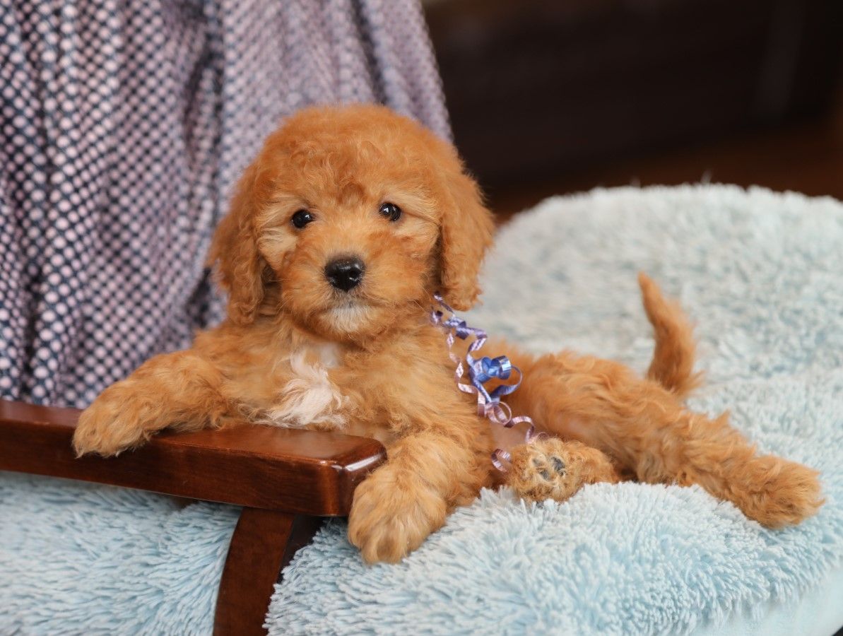 Pixie - click to meet