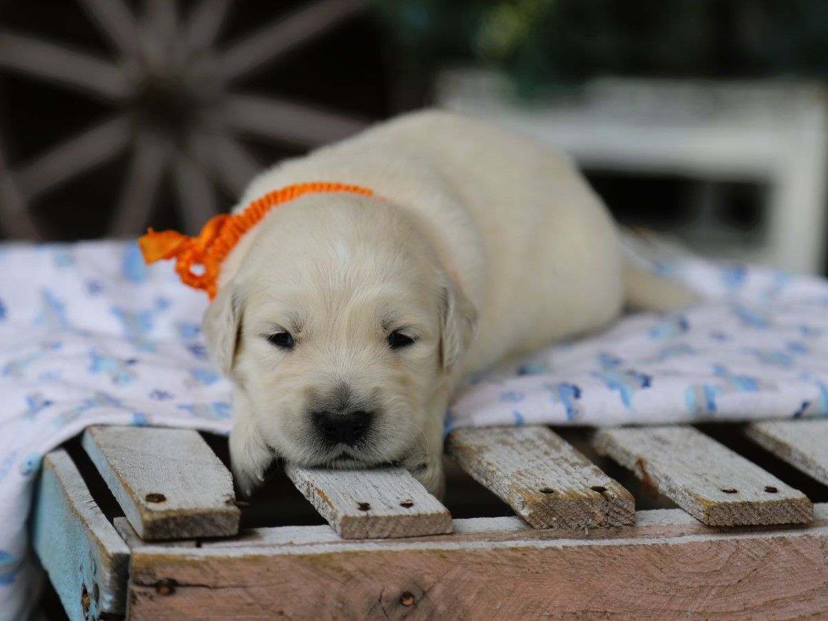 Dexter (2).JPG