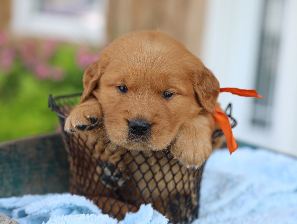 Milo • Click to meet