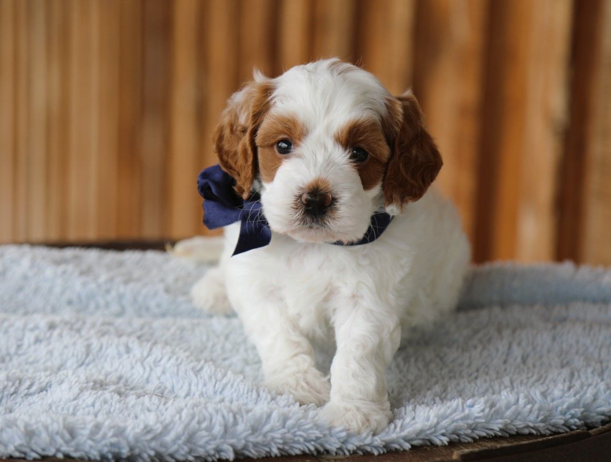 Winston • click to meet