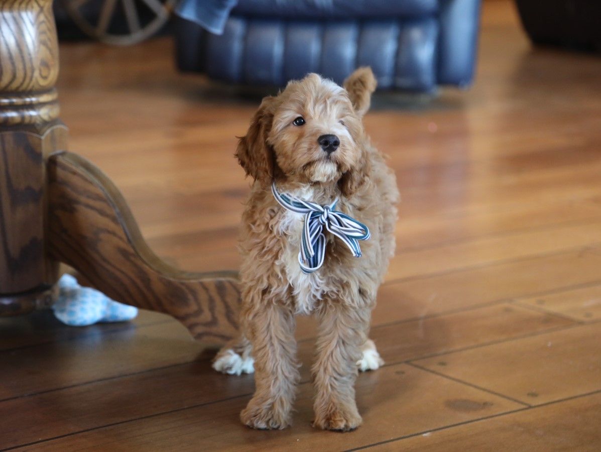 Timmy' (3).JPG