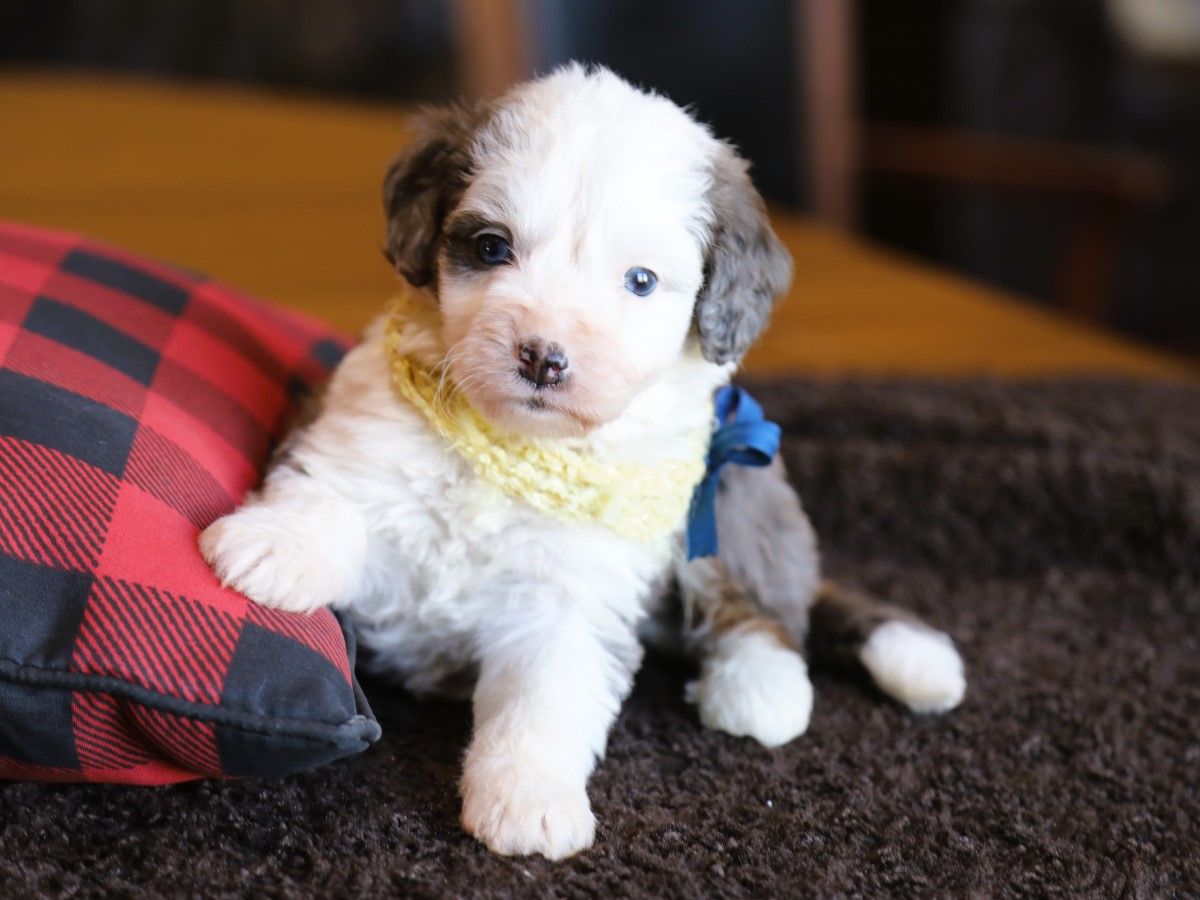 Charlie • Click to Meet