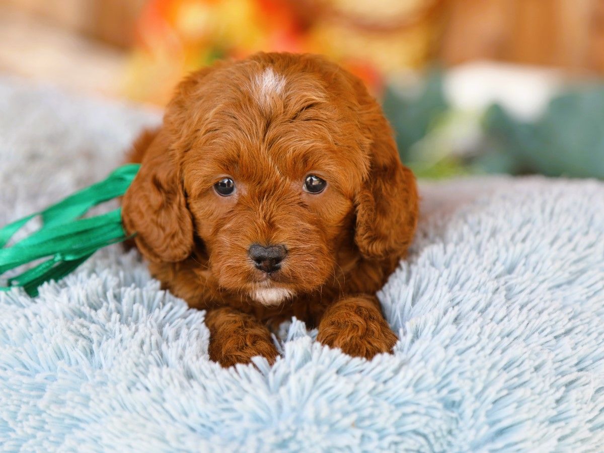 Twix (4).JPG